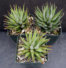 Load image into Gallery viewer, Haworthia fasciata 'Wet Paint'