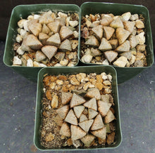 Load image into Gallery viewer, Haworthia 'Peach Blush' Hybrid