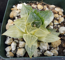 Load image into Gallery viewer, Haworthia retusa 'variegata' Variegated
