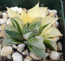 Load image into Gallery viewer, Haworthia retusa 'variegata' Variegated