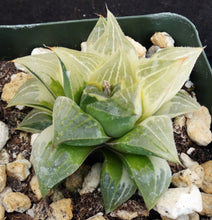Load image into Gallery viewer, Haworthia retusa 'variegata' Variegated