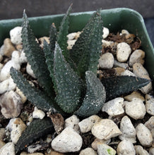 Load image into Gallery viewer, Haworthia scabra (Haworthiopsis)