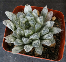 Load image into Gallery viewer, Haworthia cooperi v. pilifera 'Silver Swirl' Variegated