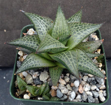 Load image into Gallery viewer, Haworthia tessellata