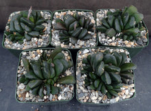 Load image into Gallery viewer, Haworthia truncata x maughanii