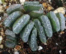 Load image into Gallery viewer, Haworthia truncata