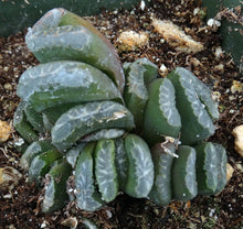 Load image into Gallery viewer, Haworthia truncata
