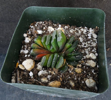 Load image into Gallery viewer, Haworthia truncata
