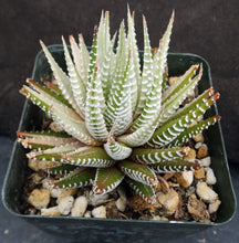 Load image into Gallery viewer, Haworthia fasciata 'variegata' White Variegated