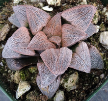 Load image into Gallery viewer, Haworthia cv. 'Anika' Pink Korean Hybrid!