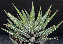 Load image into Gallery viewer, Haworthia attenuata 'Cape Town'