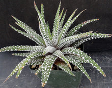 Load image into Gallery viewer, Haworthia attenuata 'Cape Town'