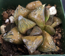 Load image into Gallery viewer, Haworthia 'Desert Iron'
