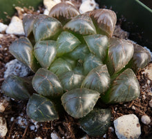 Load image into Gallery viewer, Haworthia obtusa 'Dodson'