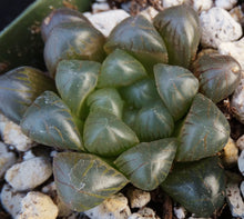 Load image into Gallery viewer, Haworthia obtusa 'Dodson'