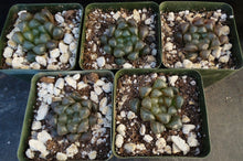 Load image into Gallery viewer, Haworthia obtusa 'Dodson'
