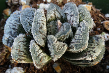 Load image into Gallery viewer, Haworthia 'Korizato'