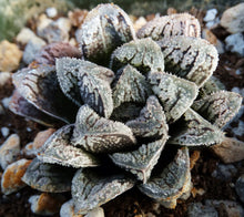 Load image into Gallery viewer, Haworthia 'Korizato'