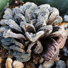 Load image into Gallery viewer, Haworthia 'Korizato'