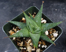 Load image into Gallery viewer, Haworthia limifolia