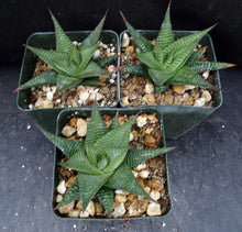 Load image into Gallery viewer, Haworthia limifolia