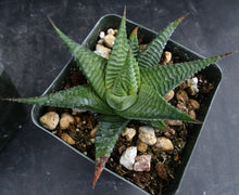 Load image into Gallery viewer, Haworthia limifolia