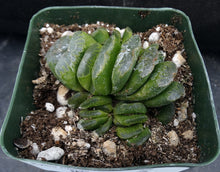 Load image into Gallery viewer, Haworthia truncata 'Lime Green' *Clumping Plant*