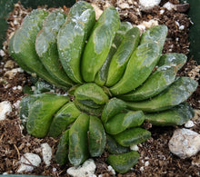 Load image into Gallery viewer, Haworthia truncata 'Lime Green' *Clumping Plant*