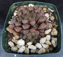 Load image into Gallery viewer, Haworthia 'Mirrorball'