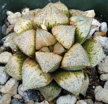 Load image into Gallery viewer, Haworthia 'Peach Blush' Hybrid