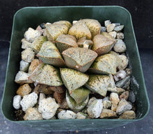 Load image into Gallery viewer, Haworthia 'Peach Blush' Hybrid