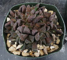 Load image into Gallery viewer, Haworthia pygmaea 'Tiger pygmaea' *Big Clumps!* Non-variegated form
