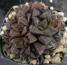 Load image into Gallery viewer, Haworthia pygmaea 'Tiger pygmaea' *Big Clumps!* Non-variegated form