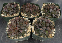 Load image into Gallery viewer, Haworthia pygmaea 'Tiger pygmaea' *Big Clumps!* Non-variegated form