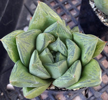 Load image into Gallery viewer, Haworthia retusa