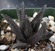 Load image into Gallery viewer, Haworthia scabra (Haworthiopsis)
