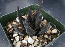 Load image into Gallery viewer, Haworthia scabra (Haworthiopsis)