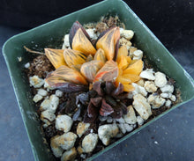 Load image into Gallery viewer, Haworthia pygmaea 'Tiger pygmaea' Variegated (B)