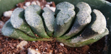 Load image into Gallery viewer, Haworthia truncata 'Umino'