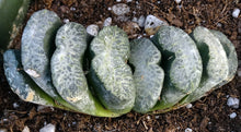 Load image into Gallery viewer, Haworthia truncata 'Umino'