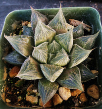 Load image into Gallery viewer, Haworthia venusta 'Hakugin Emaki' *Hairy Haworthia*