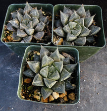 Load image into Gallery viewer, Haworthia venusta 'Hakugin Emaki' *Hairy Haworthia*