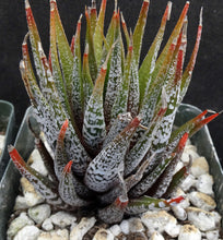 Load image into Gallery viewer, Haworthia fasciata 'Wet Paint'