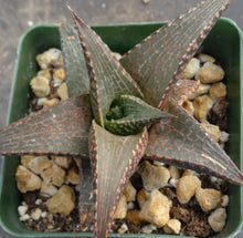 Load image into Gallery viewer, Haworthia tessellata *Large Form*