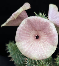 Load image into Gallery viewer, Hoodia gordonii