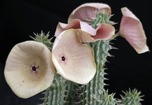 Load image into Gallery viewer, Hoodia gordonii