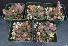 Load image into Gallery viewer, Huernia macrocarpa *Blood Red Flowers*
