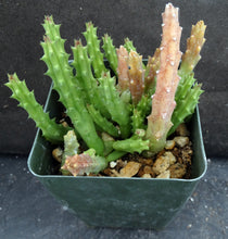 Load image into Gallery viewer, Huernia pendula