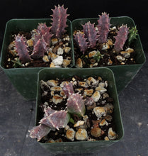 Load image into Gallery viewer, Huernia quinta v. blyderiverensis