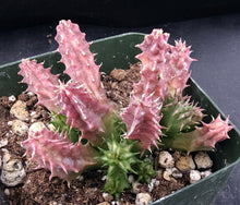 Load image into Gallery viewer, Huernia macrocarpa *Blood Red Flowers*